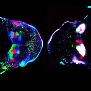 Emerging Neuroscientists Seminar Series Input Dependent Segregation Of