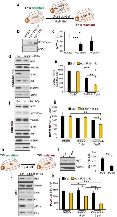 Edited Mir P Reduces Cell Proliferation In Response To Tkis A