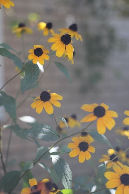 Fondo de pantalla de flores de manzanilla en el jardín Foto Premium