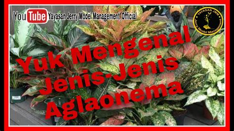 Yuk Mengenal Jenis Jenis Aglaonema Youtube