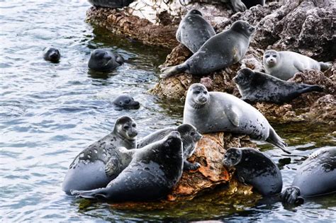 Baikal Seal - Facts, Diet, Habitat & Pictures on Animalia.bio