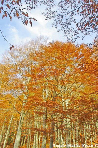 Servizio Fotografico Escursione Autunnale Sul Monte Cervialto