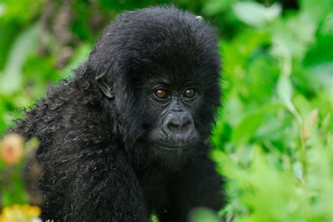 10 Endangered Rainforest Animals | Rainforest Alliance