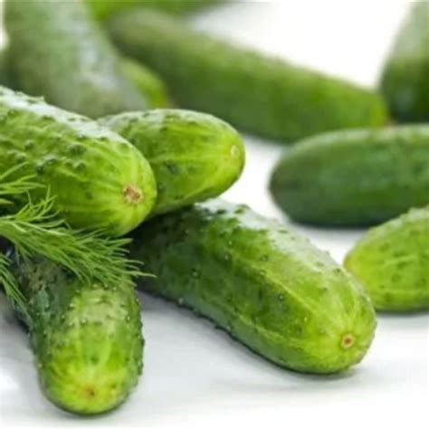 10 Mini Cucumber Gherkin Seeds Welldales