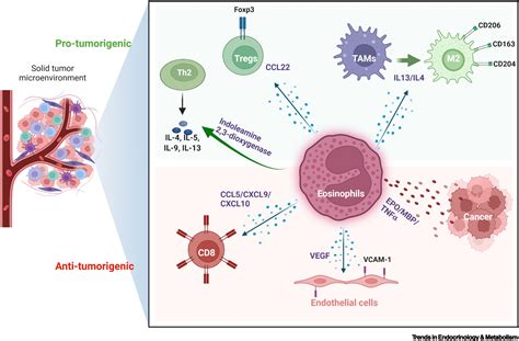 Eosinophilia In Cancer And Its Regulation By Sex Hormones Trends In Endocrinology And Metabolism