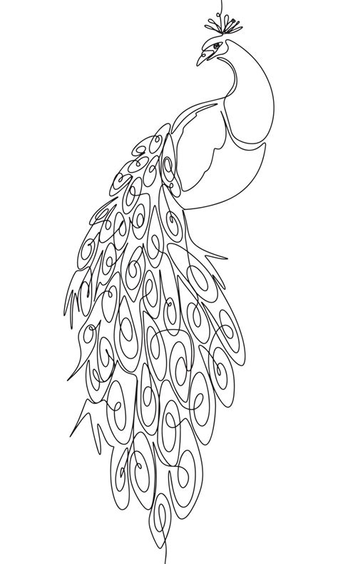 Peacock Drawing Outline