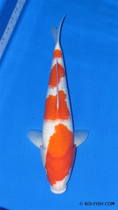 Kohaku Koi | Koi Fish Information