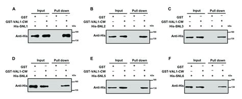 In Vitro Pull Down Assay Validated That The CW Domain Of VAL1 Interacts