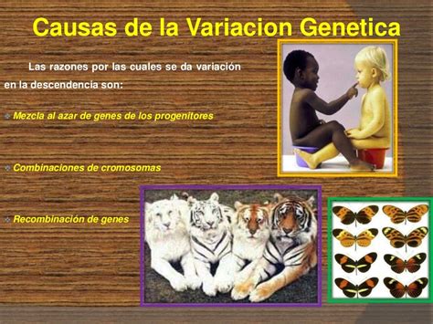 Genetica Origen De La Variabilidad