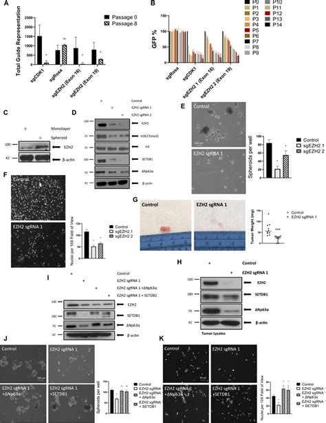 Ezh2 Regulates Setdb1 And Δnp63α And Their Corresponding Phenotypes A