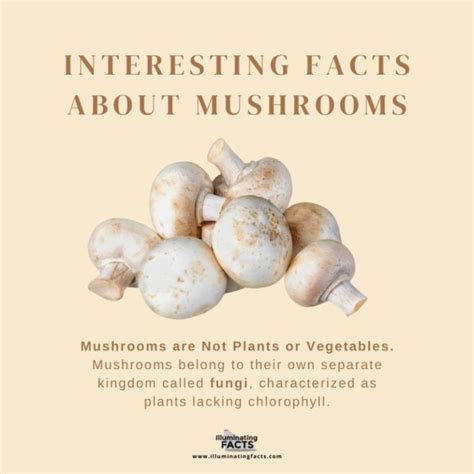 Interesting Facts About Mushrooms Illuminating Facts