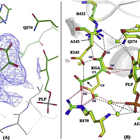 A 2Fo Fc Electron Density Map Of E243A Mutant Contoured At 1 4 S