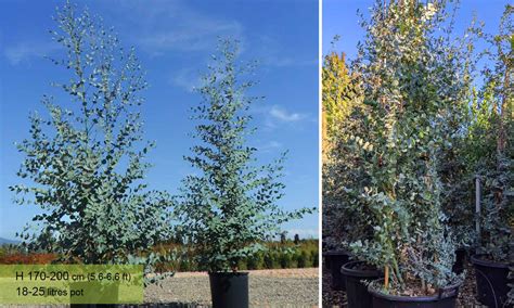 Eucalyptus Gunnii Cider Gum Shrub Garden Plants Online