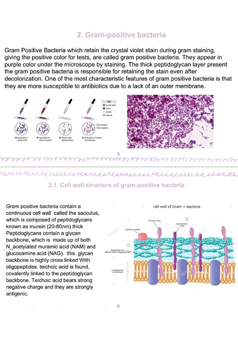 Difference Between Gram Positive And Gram Negative Bacteria General