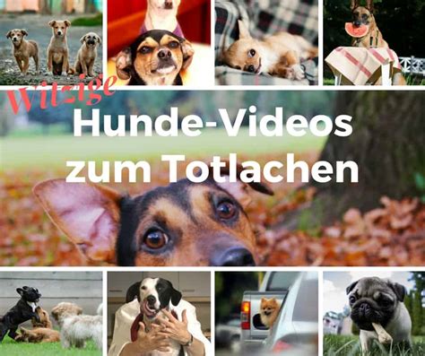 Lustige Hunde Videos Zum Totlachen S E Hunde In Witzigen Situationen