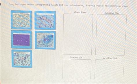 Solved Drag The Images To Their Corresponding Class To Test Chegg