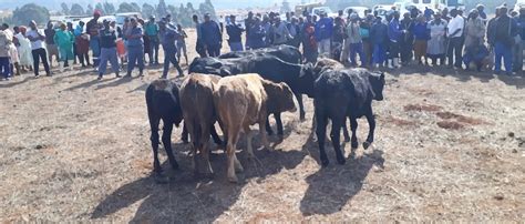 Cattle Rustlers Wreak Havoc In Matabeleland South Zimbabwe Situation