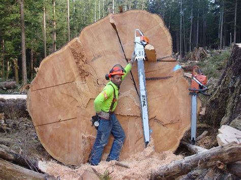 Fastest Big Chainsaw Cutting Tree Machines Skills Incredible Tree Felling Climbing With Chainsaw