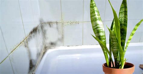 Plantes Qui Absorbent L Humidit Dans La Salle De Bain