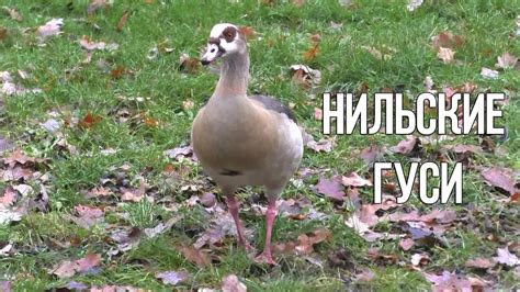 Нильские гуси - YouTube