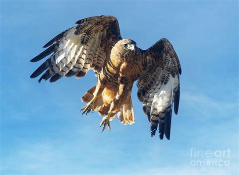 Red Tailed Hawk Take Off Photograph By Steven Krull Fine Art America