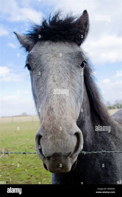 Barb Horse Hi Res Stock Photography And Images Alamy