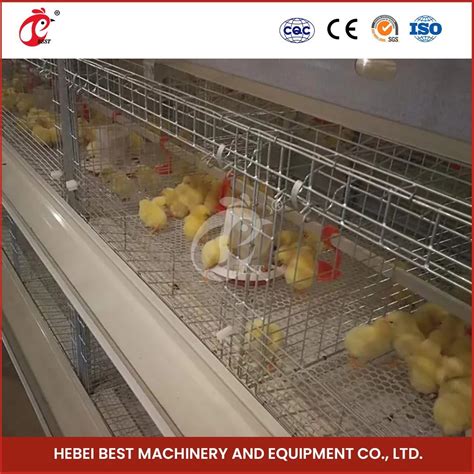 Bestchickencage H Type Small Pullet Cage China Chicken Farm Brooder