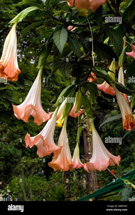 Angel Trumpet Queen Of The Night Datura Arborea In Bryant Park At