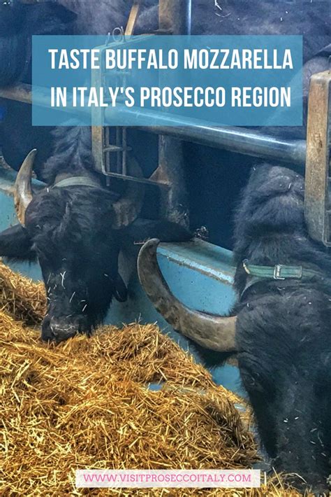 Did You Know Italys Prosecco Region Is One One Hour From Venice Making