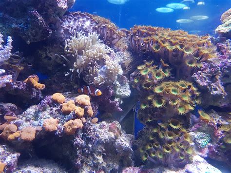 Nemo Fish Coral - Free photo on Pixabay - Pixabay