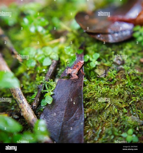 Morn blanc nature trail, Gardiner’s Seychelles frog is one of the world’s smallest frog species ...