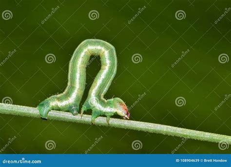 Inchworm Geometer Moth Larvae Walking On Stem Isolated On White Background Royalty-Free Stock ...