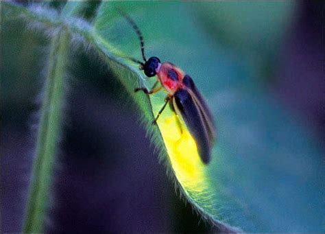 Lightning Bug Firefly Bioluminescence Insects