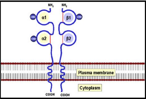 MHC Class II Structure and Function ~ Biology Exams 4 U