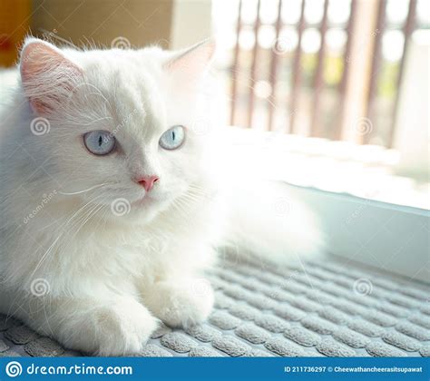 Un Hermoso Y Lindo Gato Blanco En Un Dulce Hogar Imagen De Archivo