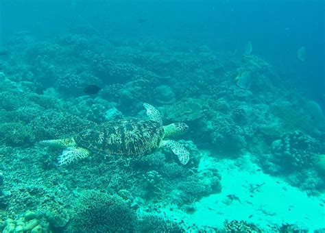 Snorkeling the Hanging Gardens, Sipadan Island | Snorkeling in Malaysia