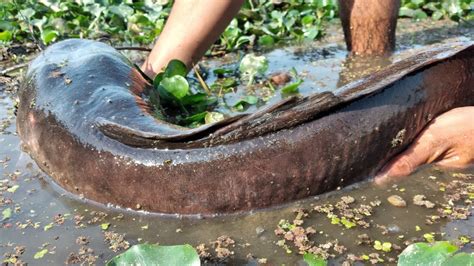 Amazing Hand Fishing Best Catching Many Catfish In Mud Water By Hand