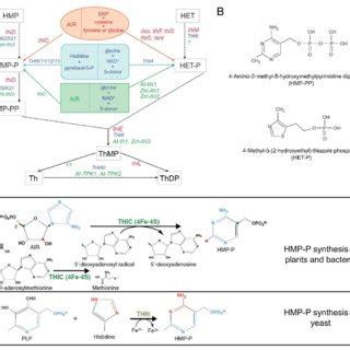 Thiamine Biosynthesis Pathways A General Scheme Of Thiamine