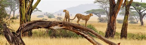 Tanzania Safari Tours » Serengeti