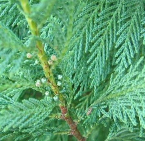 X Cupressocyparis Leylandii Grow Leyland Cypress Castlewellan