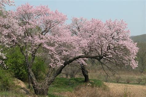 Абрикос маньчжурский