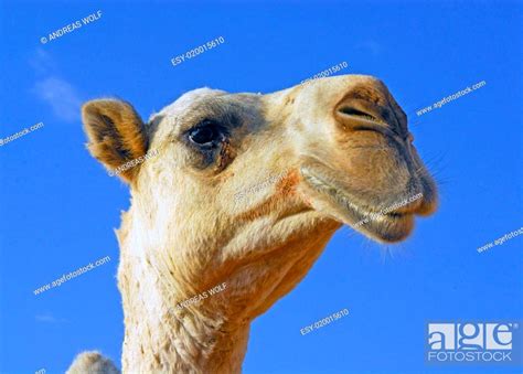 Kamel Saudi Arabien Stock Photo Picture And Low Budget Royalty Free