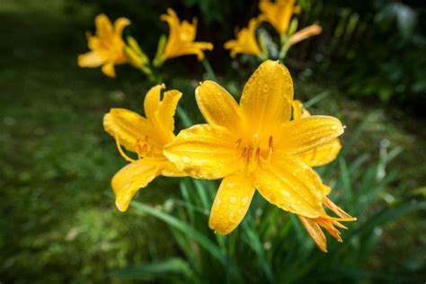 how to care for daylilies in the summer
