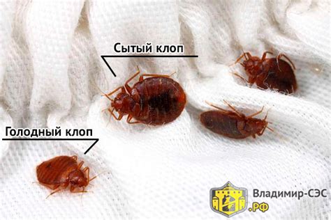 Как выглядит клоп в квартире
