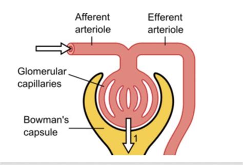 23 Globular Filtration Tubular Function Kidney Overview Flashcards