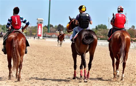 Images Gratuites de race les chevaux des sports jockey Équitation