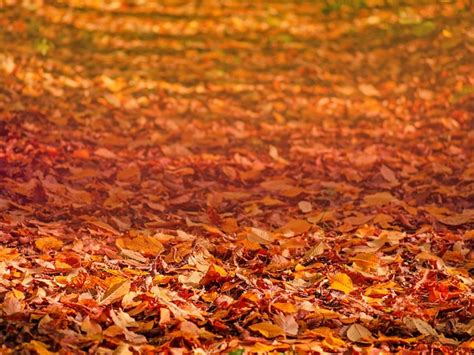 Premium Photo Falling Autumn Maple Leaves Lie On The Ground Colorful