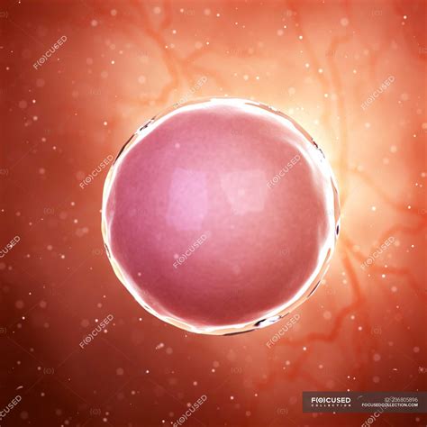 Illustration Of Fertilized Human Egg Cell — Microscopic Fertility