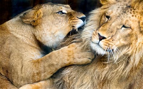 Big Cats Lions Two Hd Wallpaper Rare Gallery