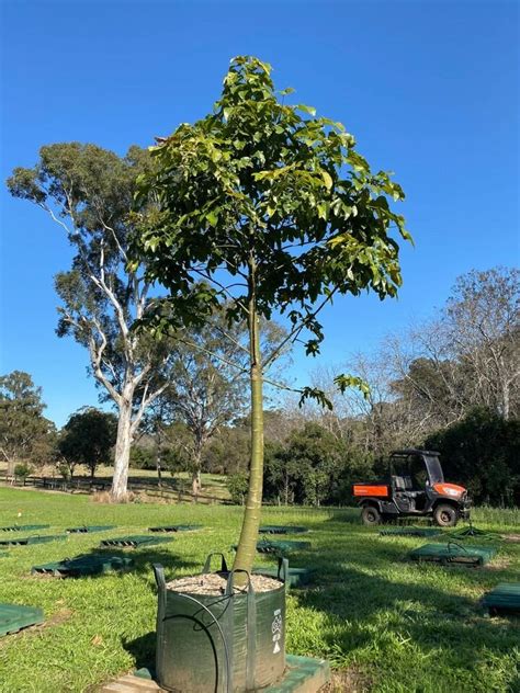 Brachychiton Acerifolius Illawarra Flame Tree Sydney Native